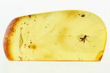 Fossil Biting Midge (Ceratopogonidae) in Jewelry Quality Baltic Amber #273275-1